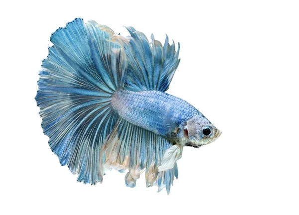 Betta hal, Betta splendens, Sziámi harcoló hal, kék hal fehér alapon. — Stock Fotó