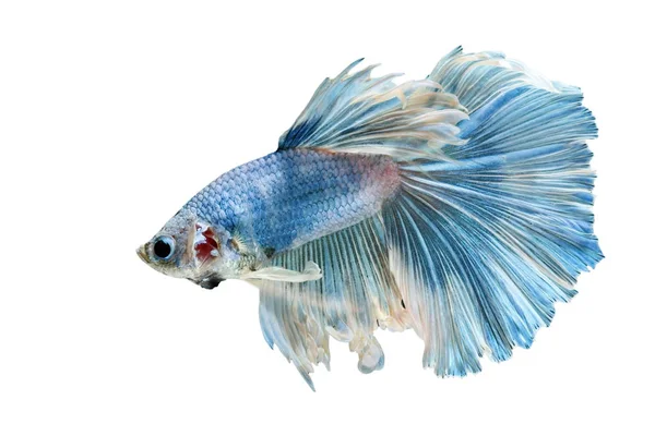 Betta Fish, Betta splendens, Siamese fighting fish, blue fish on White background . — стоковое фото