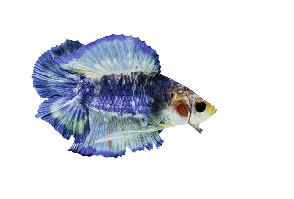 Betta fish, betta splendens, siamesischer Kampffisch, blauer Fisch auf weißem Hintergrund. — Stockfoto