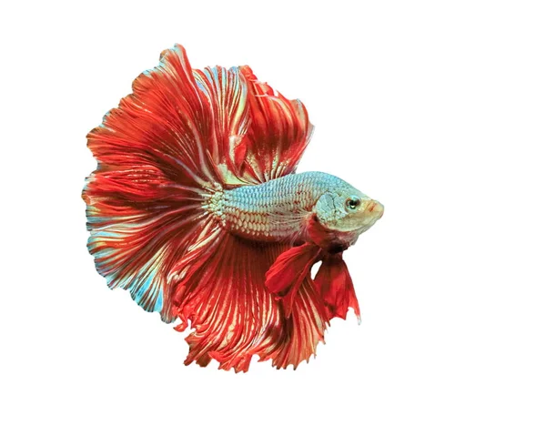 Betta fisk, Betta splendens, Siamese Fighting fisk, röd fisk på vit bakgrund. — Stockfoto