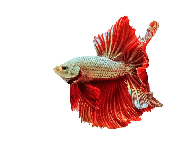 Betta Balık, Betta splendens , Siyam mücadele balık, Beyaz arka plan üzerinde kırmızı balık. — Stok fotoğraf