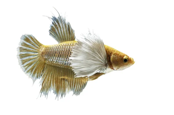 Betta Balık, Betta splendens , Siyam mücadele balık, Beyaz arka plan üzerinde yellew balık. — Stok fotoğraf