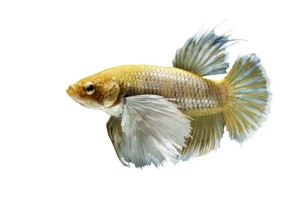 베타 피쉬, 베타 화려함, 샴 싸움 물고기, 흰색 배경에 고레 물고기. — 스톡 사진