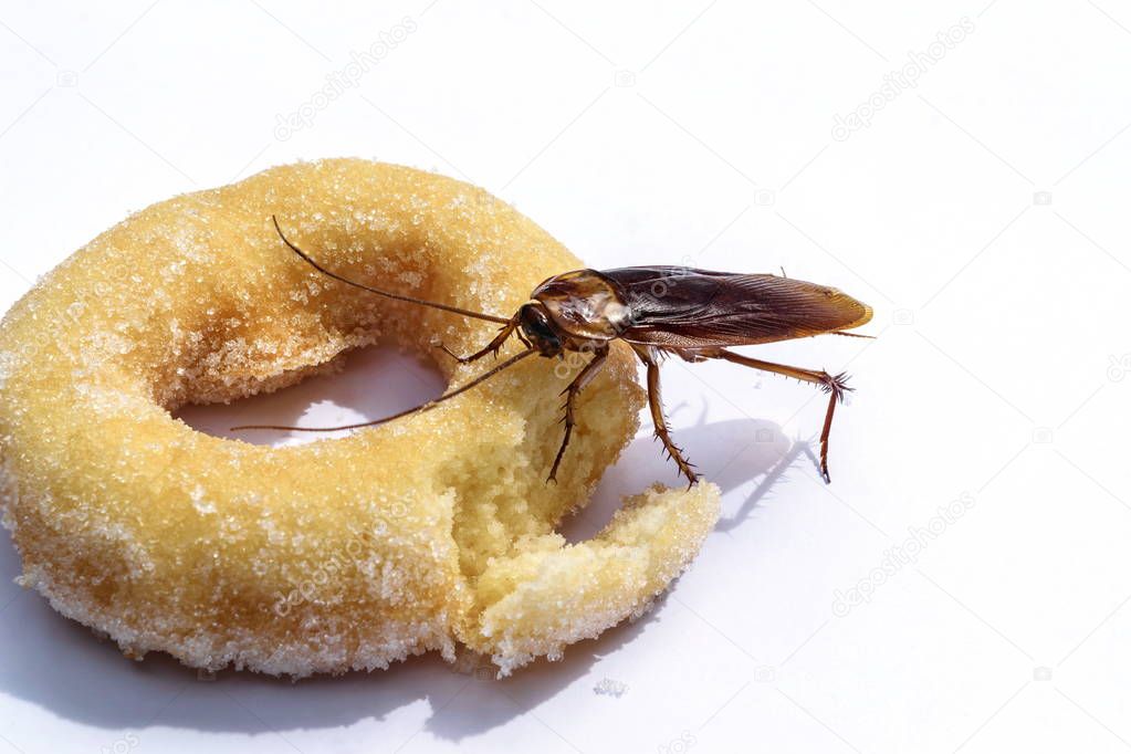 close up of a cockroach eat donuts on a white background.