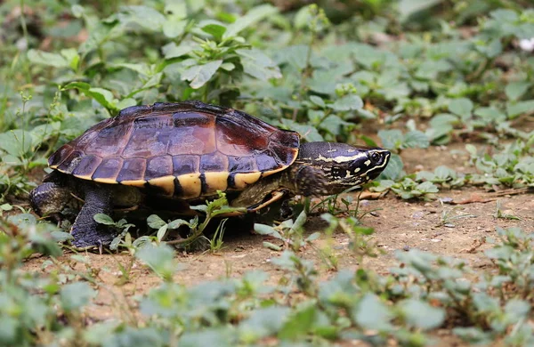 Carapace Has Ridges Clearly Visible Has Smooth Edges Head Large Stock Image