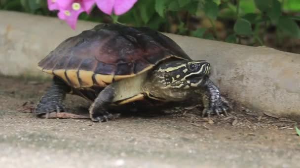 Malayan Snail- eating Terrapin Walking in the garden. — Stock Video