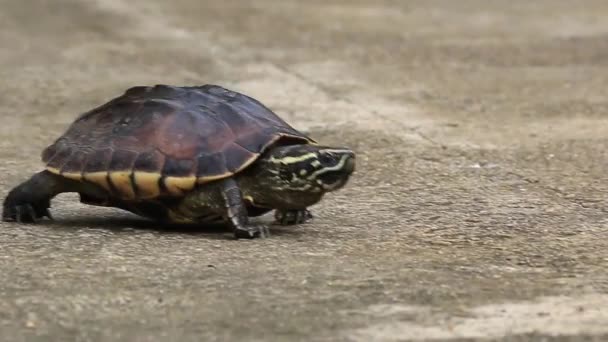 Maleise slak-eating Terrapin wandelen op de weg. — Stockvideo