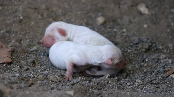 Két fehér újszülött kiskutyát a földre fekve — Stock videók