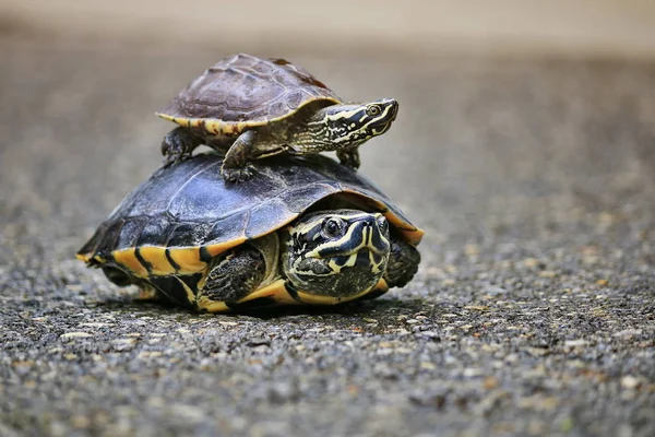 Die Schildkröten Laufen Durch Die Sonnenbeschienenen Straßen — Stockfoto