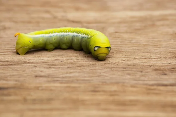 Nahaufnahme Eines Grünen Wurms Auf Einem Holzboden — Stockfoto