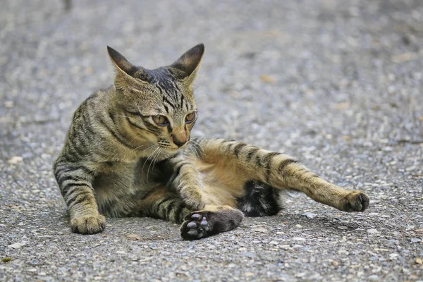 Кошка Узорами Тигра — стоковое фото