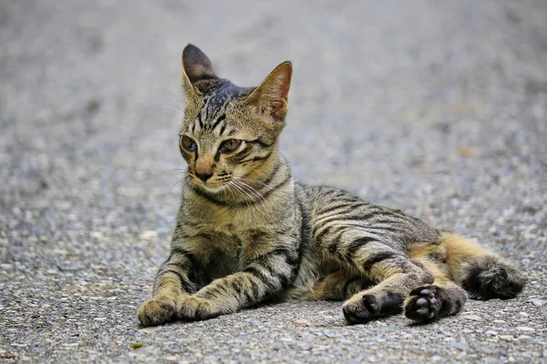 Кошка Узорами Тигра — стоковое фото