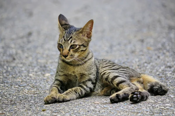 Een Kat Met Patronen Als Een Tijger — Stockfoto