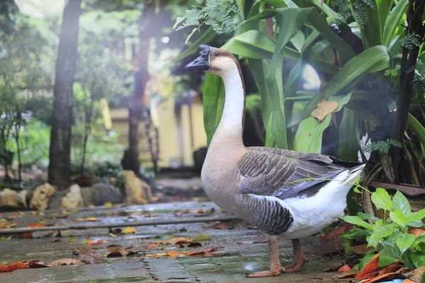 Gros Plan Sur Les Oies Dans Jardin — Photo