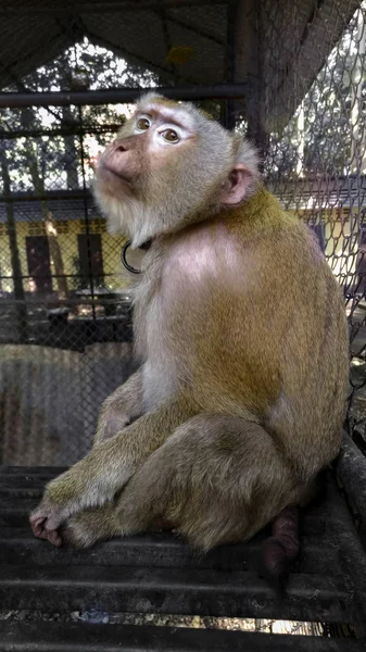 Monyet Dengan Ekspresi Sedih Dalam Sangkar — Stok Foto