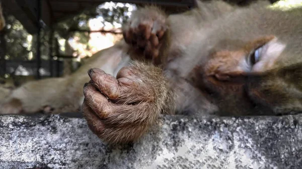 Monyet Dengan Ekspresi Sedih Dalam Sangkar — Stok Foto