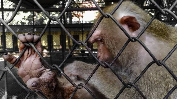 Monyet Dengan Ekspresi Sedih Dalam Sangkar — Stok Foto