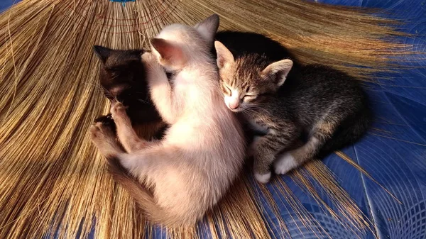Banyak Anak Kucing Tidur Bersama Atas Sapu — Stok Foto