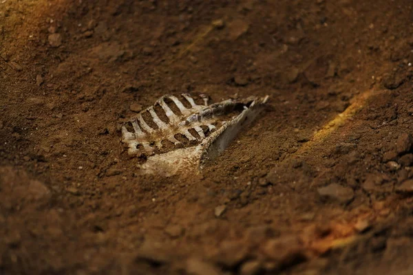 The skeleton of an animal buried in the soil.