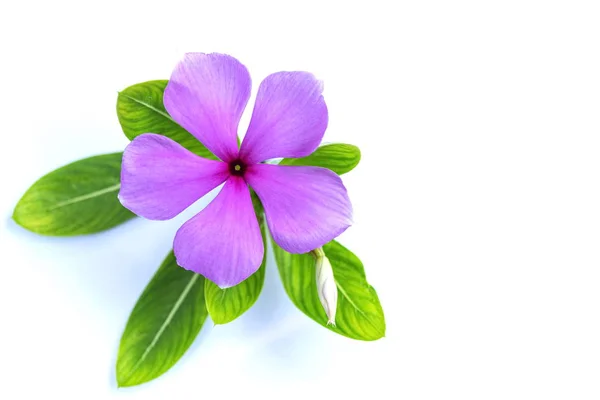 Catharanthus Roseus Flores Roxas Colocadas Sobre Fundo Branco — Fotografia de Stock