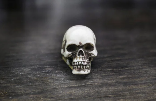 Skull Head Laid Old Wooden Floor Scary Atmosphere — Stock Photo, Image