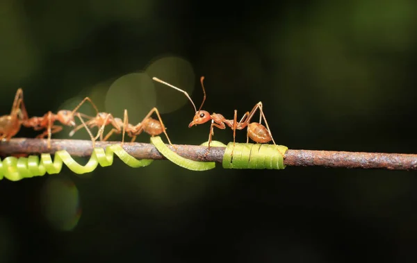 Semut Berjalan Atas Kawat Besi Latar Belakang Kabur Bokeh — Stok Foto