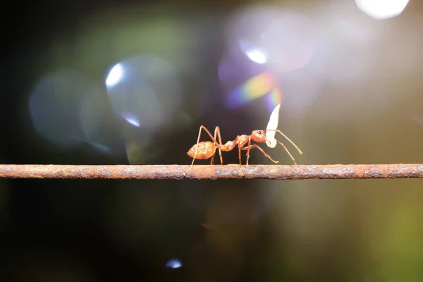 Formigas Andando Sobre Fio Ferro Fundo Embaçado Bokeh — Fotografia de Stock