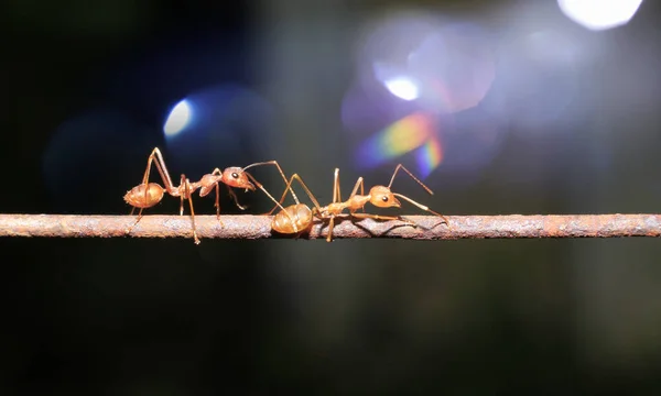 Mrówki Spacerujące Żelaznym Drucie Rozmyte Tło Bokeh — Zdjęcie stockowe
