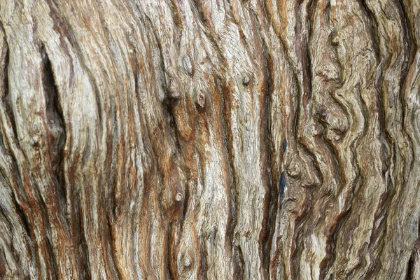 Natural Old Bark Pattern Brown Color — Stock Photo, Image