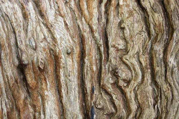 棕色的天然老树皮图案 — 图库照片
