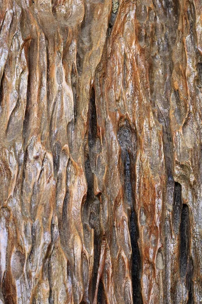 Natural Old Bark Pattern Brown Color — Stock Photo, Image