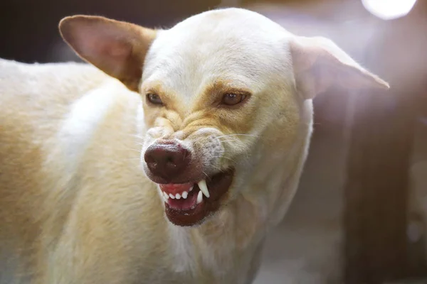 Het Gezicht Van Een Felle Hond Kan Worden Gezien Kauwen — Stockfoto