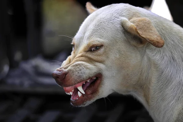 Rosto Cão Feroz Pode Ser Visto Mastigando Língua — Fotografia de Stock