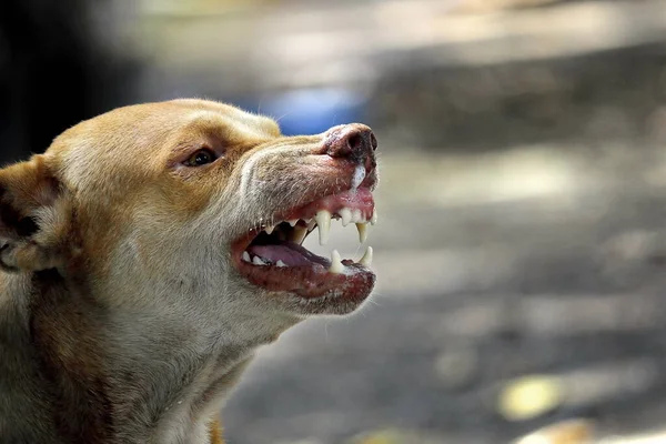 Het Gezicht Van Een Felle Hond Kan Worden Gezien Kauwen — Stockfoto