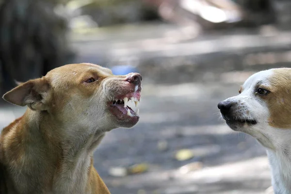 Face Fierce Dog Can Seen Chewing Tongue — Stock Photo, Image