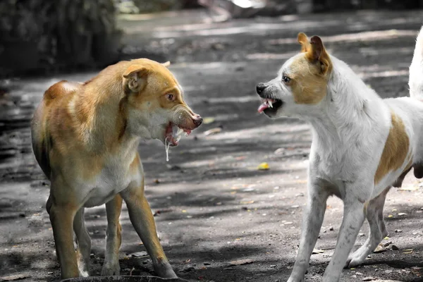 Face Fierce Dog Can Seen Chewing Tongue — Stock Photo, Image