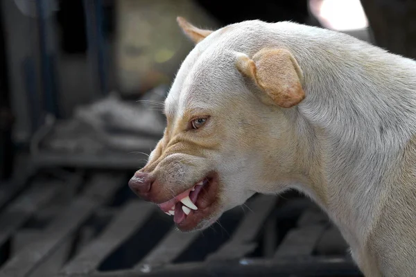 Het Gezicht Van Een Felle Hond Kan Worden Gezien Kauwen — Stockfoto