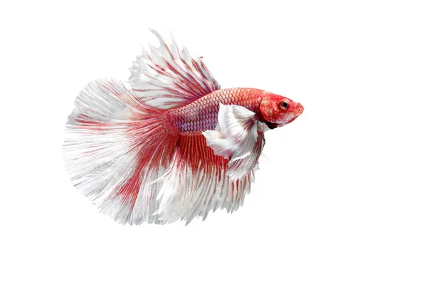 Siamesisk Fighting Fish Betta Splendens Vit Bakgrund Half Moon — Stockfoto