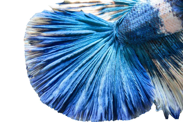 Padrão Cauda Peixe Siamês Lutando Peixe Azul Fundo Branco Betta — Fotografia de Stock