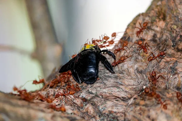 Många Myror Släpar Insekter Och Äter Begrepp Enande — Stockfoto