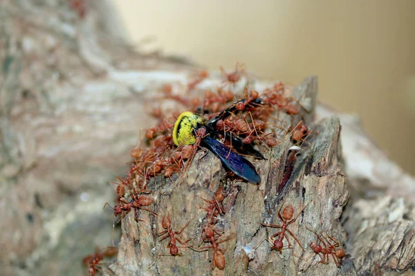Många Myror Släpar Insekter Och Äter Begrepp Enande — Stockfoto