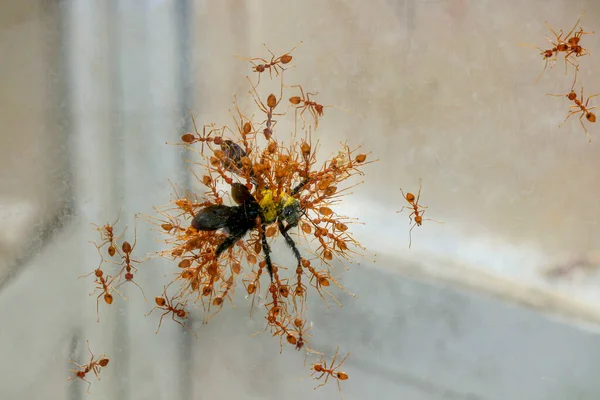 Muchas Hormigas Arrastran Insectos Grandes Comen Conceptos Unificación — Foto de Stock