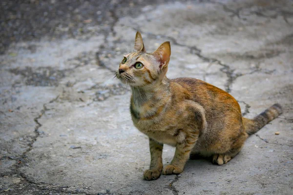 Närbild Katt Stirrar Med Attityd Förbereder Sig För Att Hoppa — Stockfoto