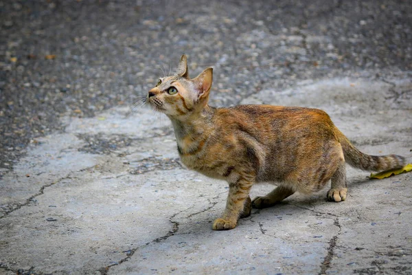 Närbild Katt Stirrar Med Attityd Förbereder Sig För Att Hoppa — Stockfoto