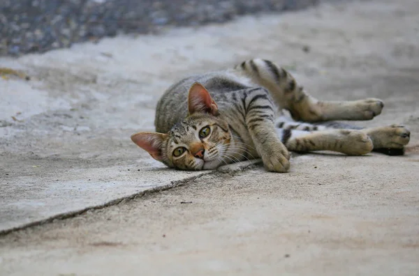 Gato Tem Padrão Como Tigre Deitado Rua — Fotografia de Stock