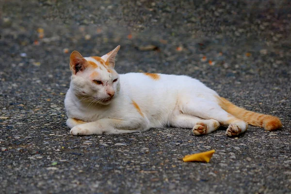 Close White Cat Lying Street — Stock Photo, Image