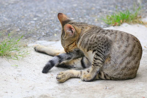 Γάτα Έχει Μοτίβο Σαν Τίγρης Που Κείτεται Στο Δρόμο — Φωτογραφία Αρχείου