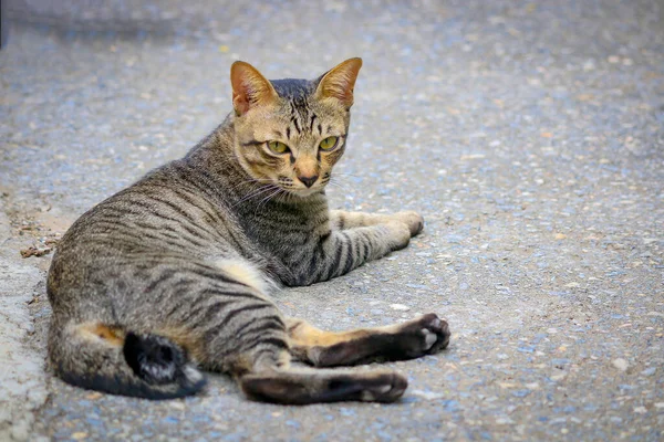 Katten Har Mönstret Som Tiger Som Ligger Gatan — Stockfoto