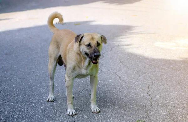 Ein Brauner Hund Steht Auf Der Straße Und Starrt — Stockfoto