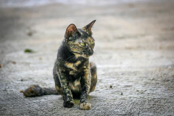 Kedi Yolda Oturuyor — Stok fotoğraf